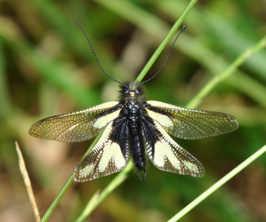 Libelloides coccajus (maschio)